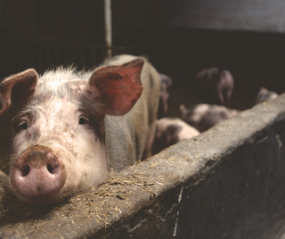 Aktualizacja 25.06.2025 r. Uwaga – ognisko afrykańskiego pomoru świń (ASF) w powiecie wejherowskim